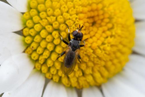 Thecophora cinerascens